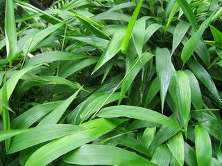 淡竹叶养生保健作用与方法
