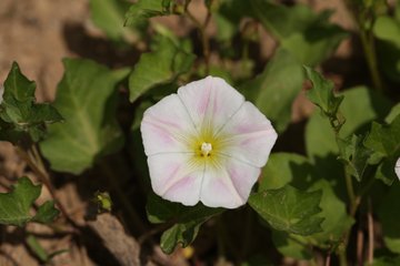 百花入药来之消炎止痛田旋花