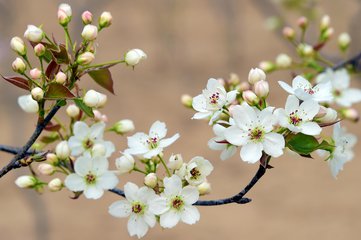 百花入药来之润肺化痰用梨花