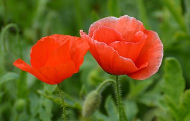 百花入药来之镇咳止痛丽春花