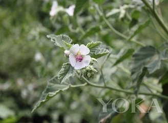 秋食药蜀葵 润肺止咳