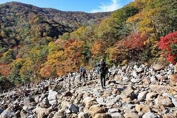 野外蛇伤的紧急处理办法